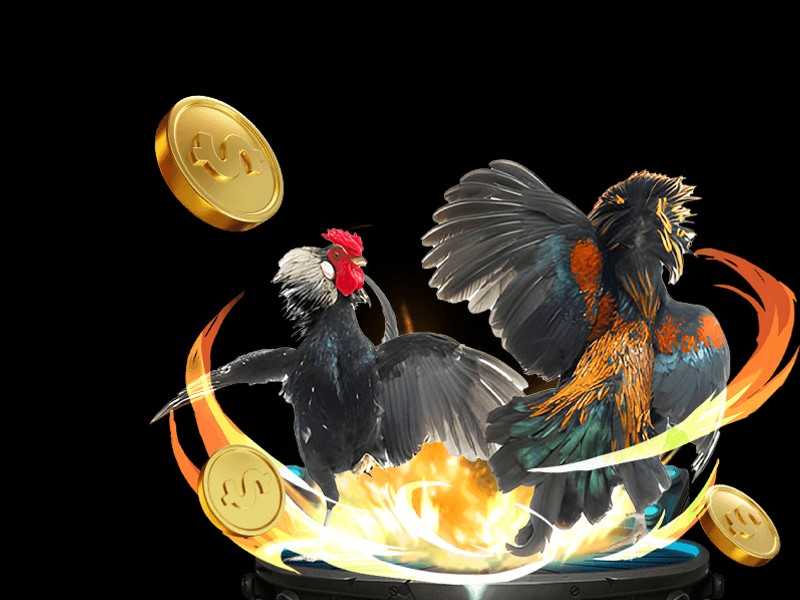 Hình ảnh gà Mỹ, một giống gà đá mạnh mẽ và được ưa chuộng.