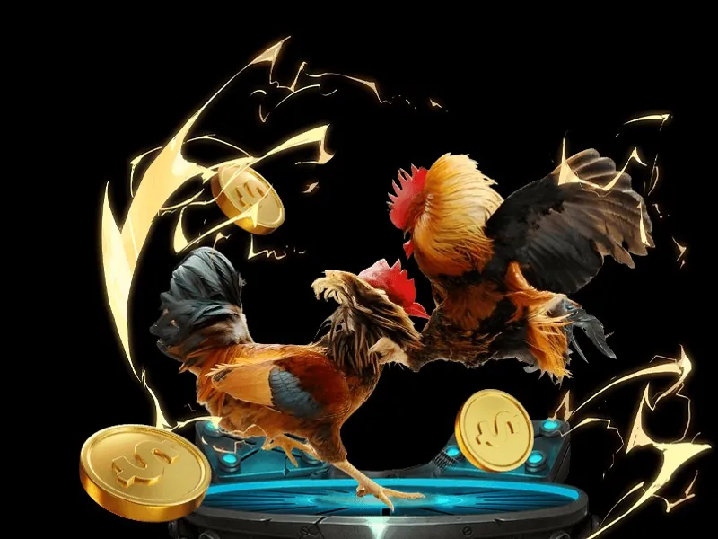 Hình ảnh gà tre, một giống gà đá nhỏ nhưng nhanh nhẹn và lì đòn.